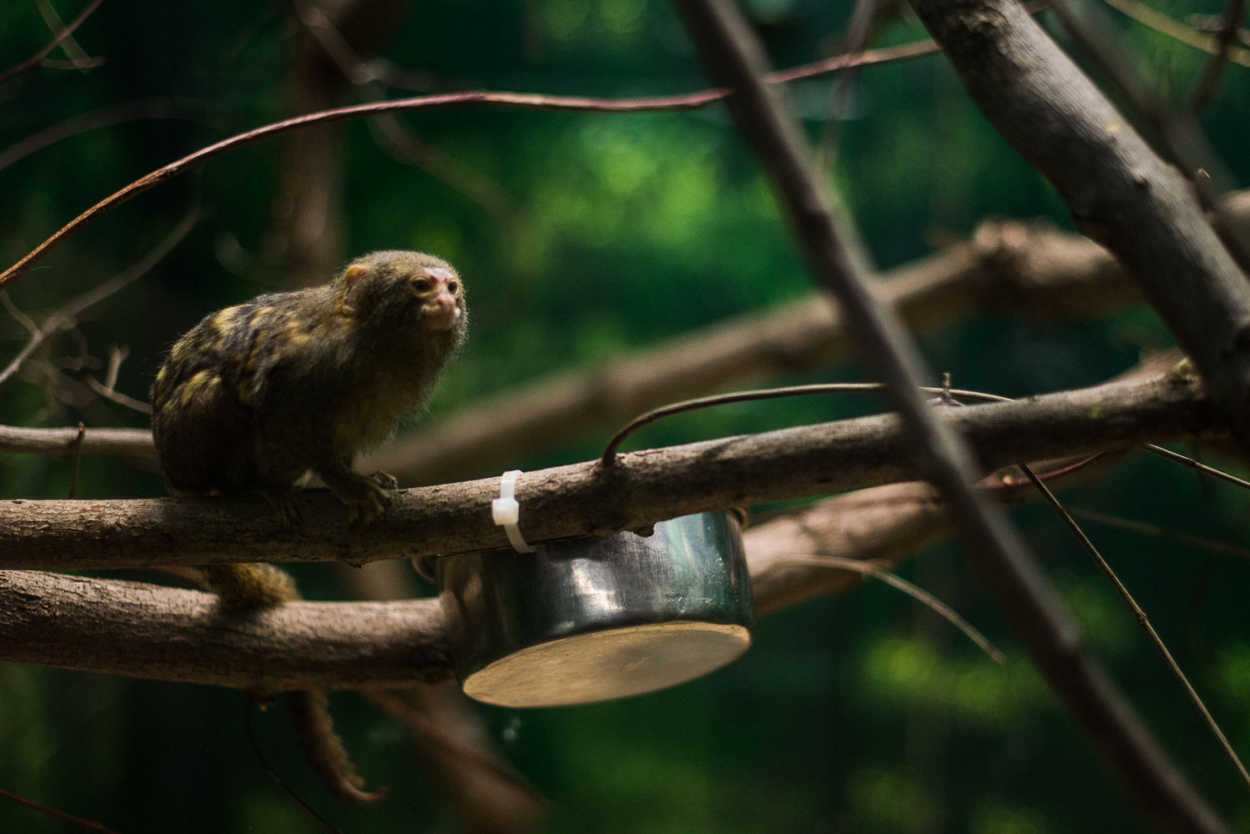 Pygmy marmoset